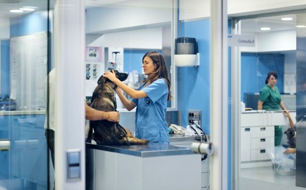 PharmAust_set_to_begin_anti-cancer_tablet_trials_in_dogs_this_month_-_2019-05-03_10.30.14